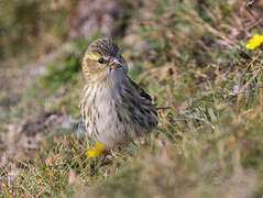 Eurasian Siskin