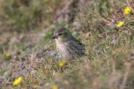 Eurasian Siskin