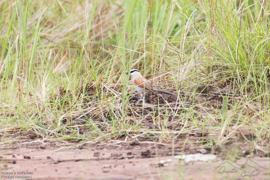 Black-crowned Tchagra, walking