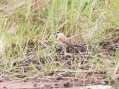 Black-crowned Tchagra