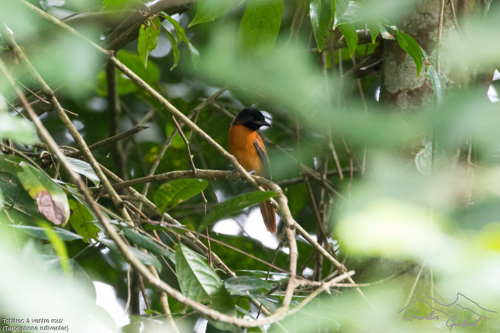 Red-bellied Paradise Flycatcheradult breeding, identification