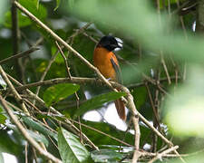 Red-bellied Paradise Flycatcher