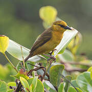 Loango Weaver