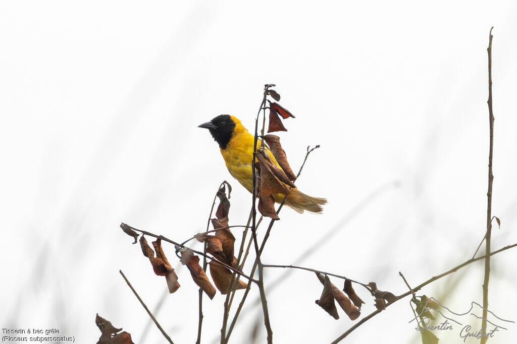 Loango Weaver male adult