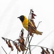 Loango Weaver