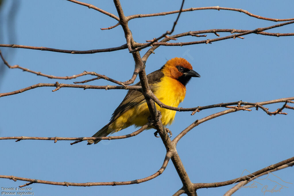 Black-necked Weaver male adult breeding, identification