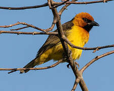 Black-necked Weaver