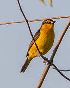 Black-necked Weaver