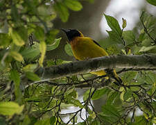 Preuss's Weaver