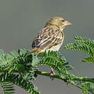 Tisserin de Rüppell