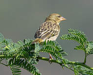 Tisserin de Rüppell