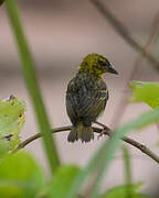 Village Weaver