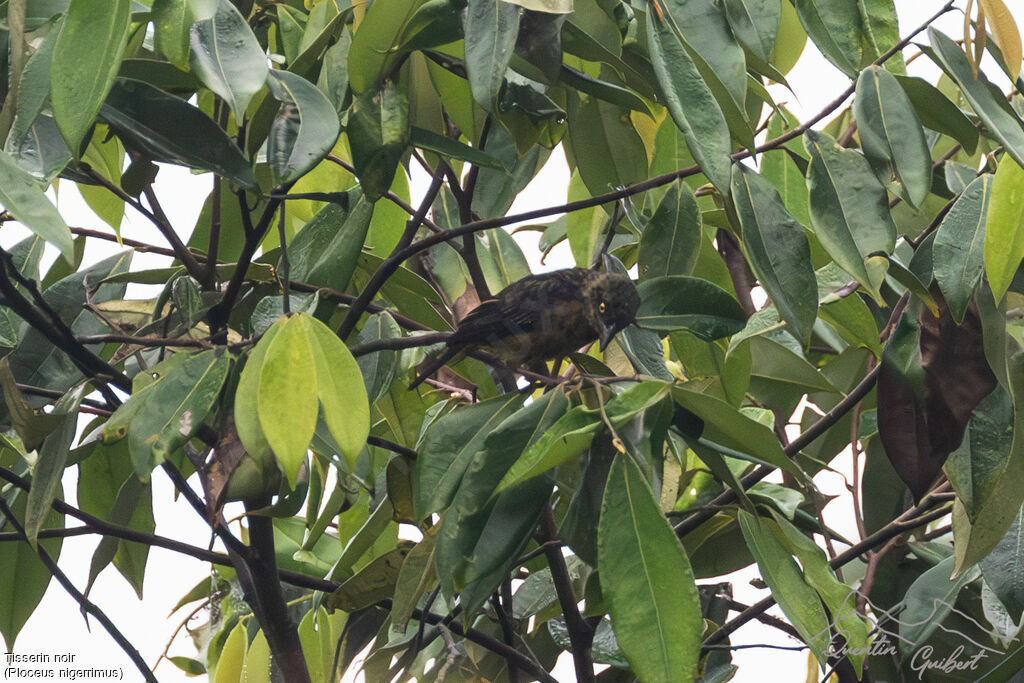 Vieillot's Black Weaver