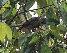 Vieillot's Black Weaver