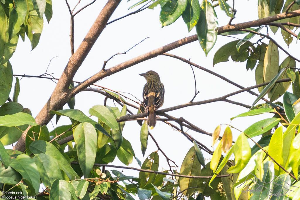 Vieillot's Black Weaver