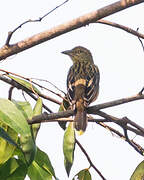 Vieillot's Black Weaver