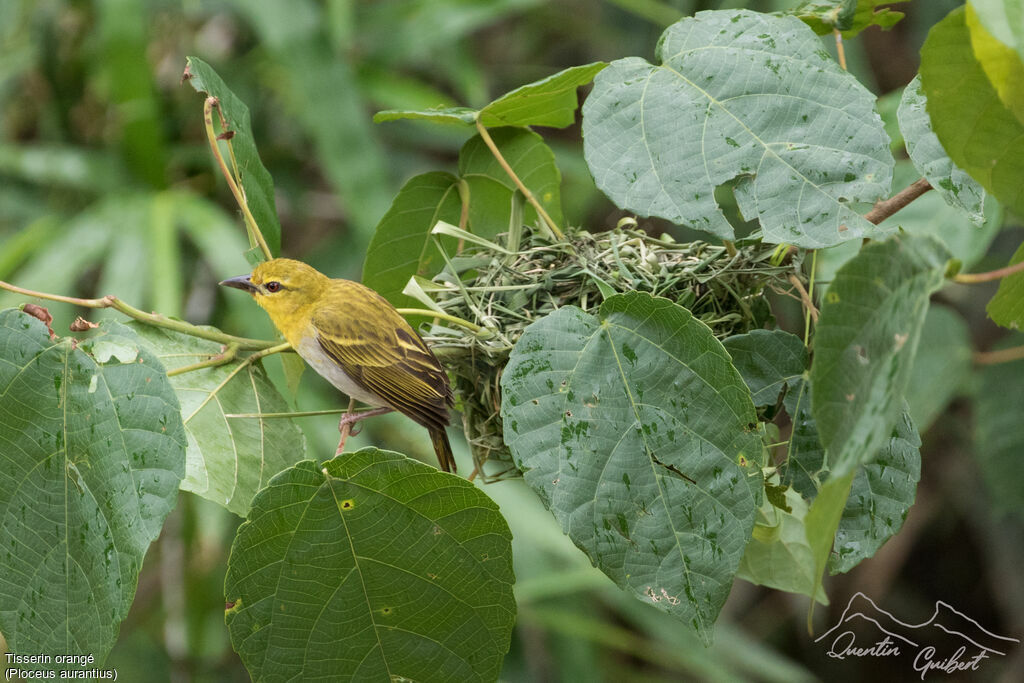 Orange Weaver