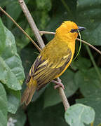 Orange Weaver