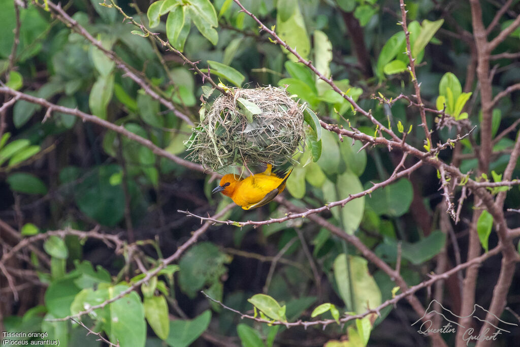 Orange Weaver