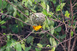 Orange Weaver