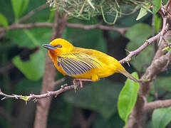 Orange Weaver