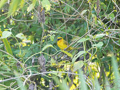 Olive-naped Weaver