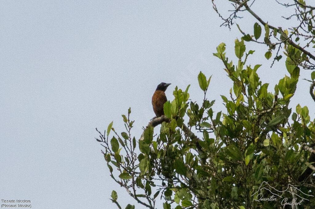 Yellow-mantled Weaver