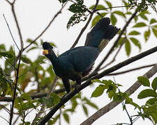 Great Blue Turaco