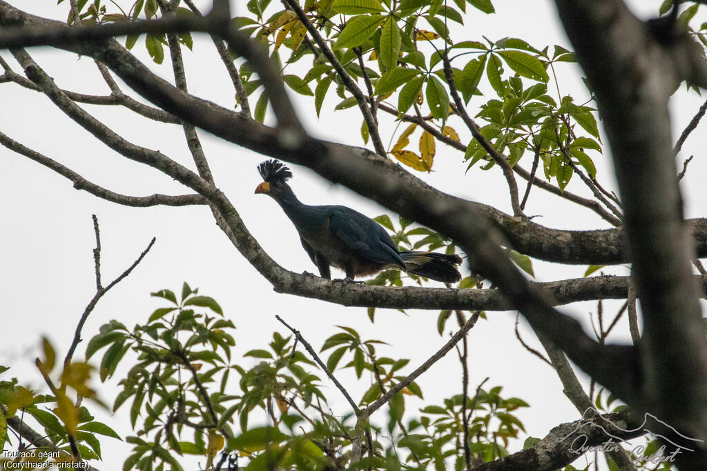 Great Blue Turaco