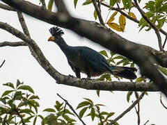 Great Blue Turaco