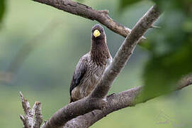 Western Plantain-eater