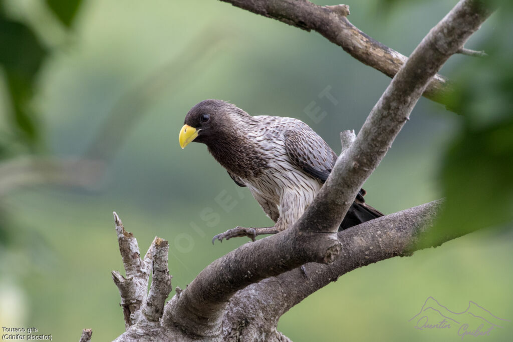 Western Plantain-eater