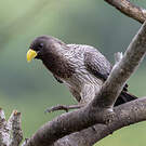 Touraco gris