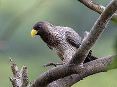 Western Plantain-eater