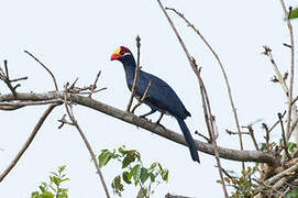 Violet Turaco