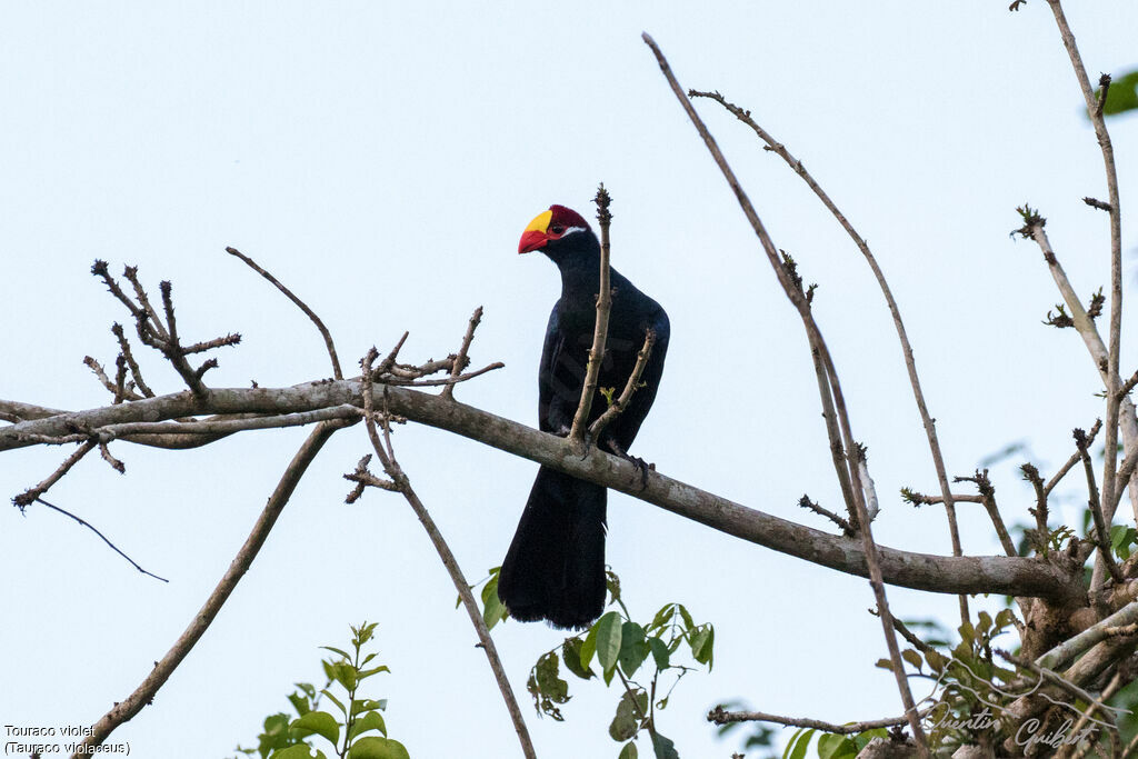 Violet Turaco