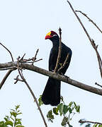 Violet Turaco