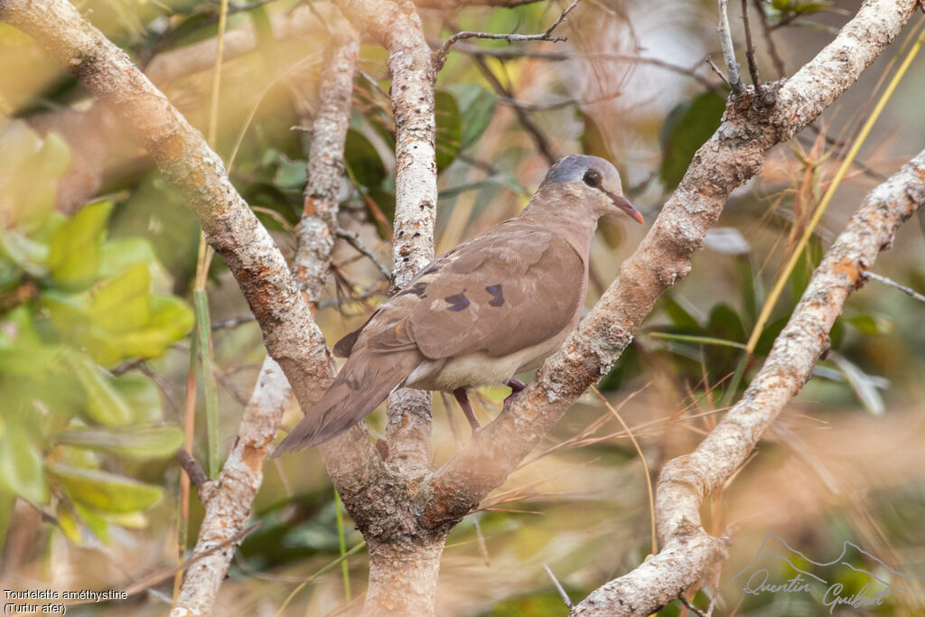 Blue-spotted Wood Dove, identification