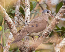 Blue-spotted Wood Dove