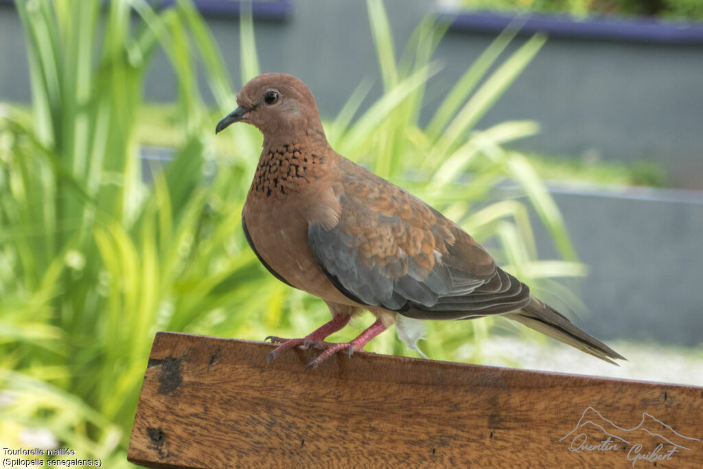 Laughing Dove