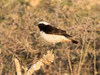 Traquet d'Arabie