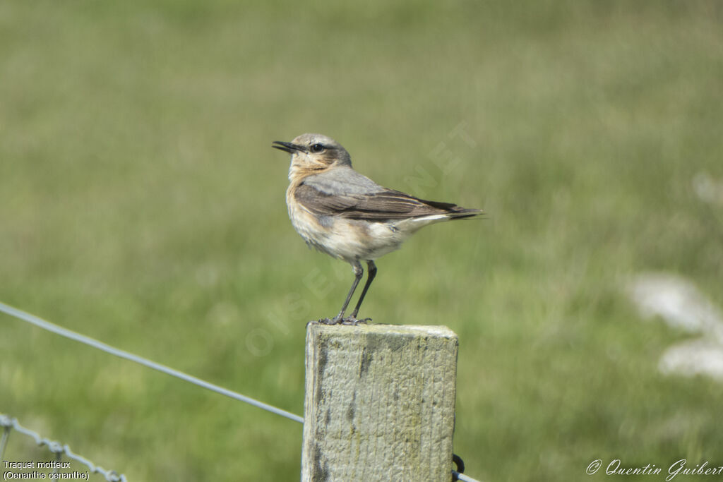 Northern Wheatear female adult breeding, identification