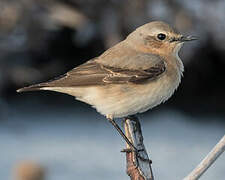 Northern Wheatear