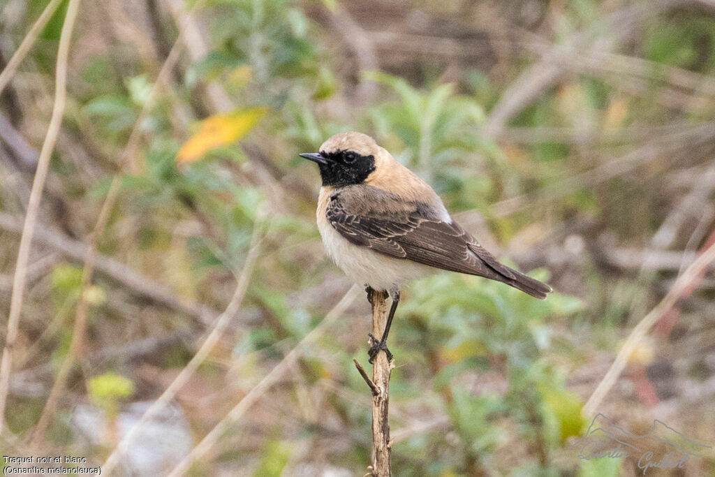 Eastern Black-eared Wheatear