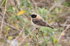 Eastern Black-eared Wheatear