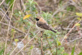 Eastern Black-eared Wheatear