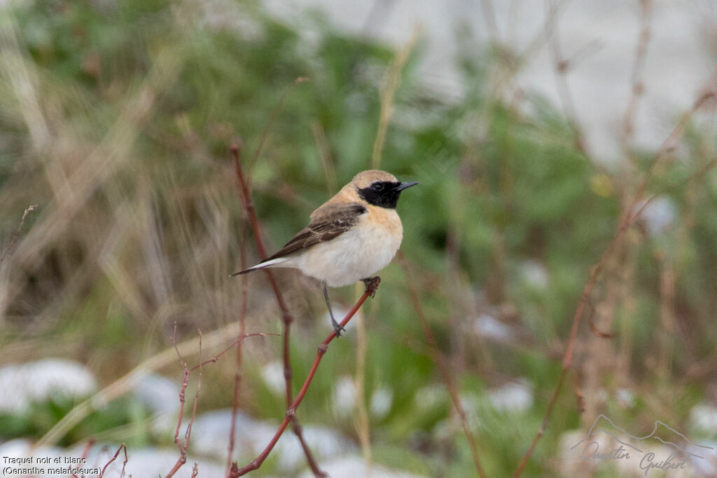 Eastern Black-eared Wheatear male Second year