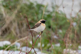 Eastern Black-eared Wheatear