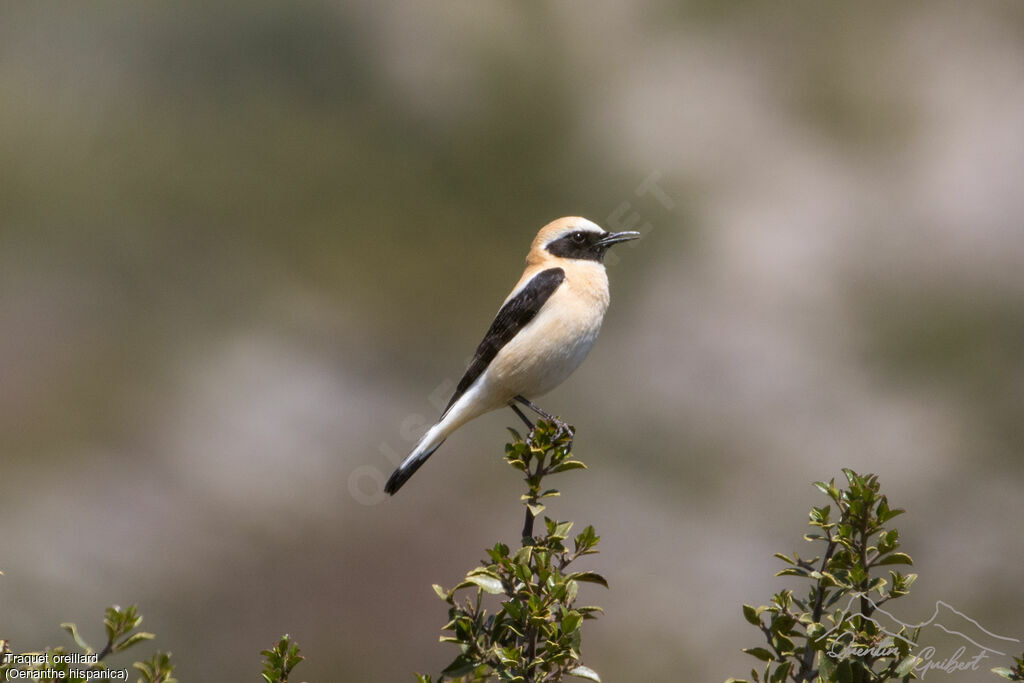 Western Black-eared Wheatear male adult breeding, identification, song