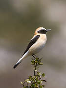 Western Black-eared Wheatear